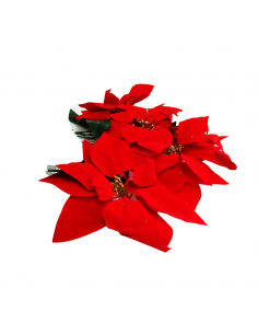 FLORES DE NAVIDAD ROJA 144/1 2