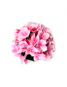 FLORES X30 2